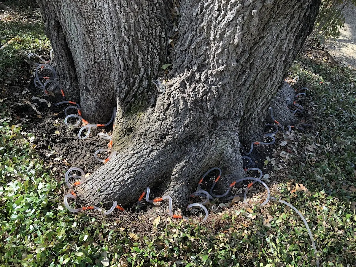 Detailed Tree Cabling and Bracing job site in Etna