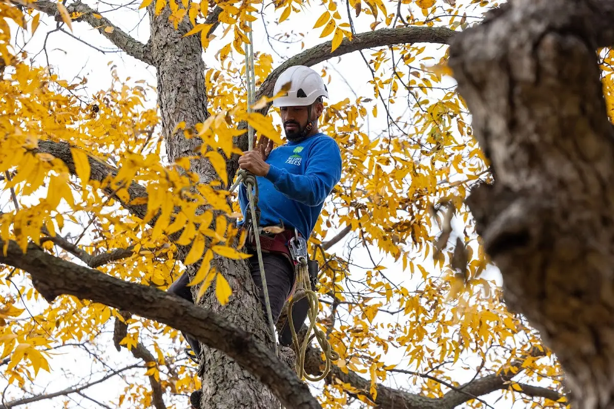 Skilled Storm Damage Cleanup crew working in Etna