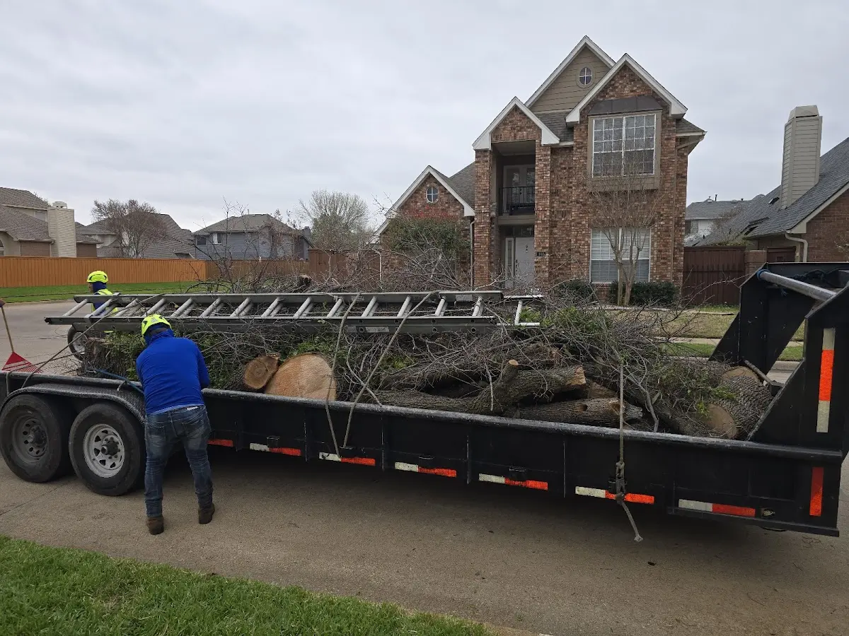 Expert Tree Removal with proper safety equipment in Etna